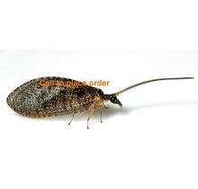 Beneficial Insects- General Predator Brown Lacewing (50)