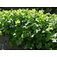 Richters Rani Cilantro Seeds