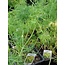 Richters Bouquet Dill Seeds