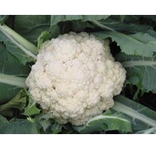 Organic Snowball Cauliflower Seeds