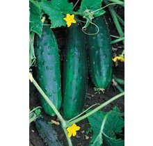 Organic Cucumber Straight Eight Seeds