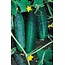Richters Cucumber Straight Eight