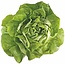 Richters Buttercrunch Lettuce Seeds