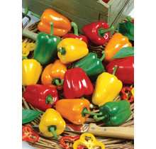 Mini Bell Pepper Seeds