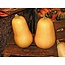 Richters Organic Waltham Butternut Squash Seeds