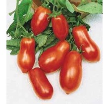Organic Roma Tomato Seeds (25 Seeds)