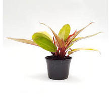 Philodendron Prince of Orange 8" Potted Plant