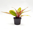Philo Prince of Orange 6" Potted Plant
