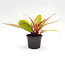 Philodendron Prince of Orange 8" Potted Plant