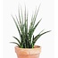 Sansevieria Fernwood 5" Potted Plant