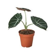 Alocasia Black Velvet 4" Potted Plant