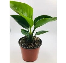Bird of Paradise 6" Potted Plant