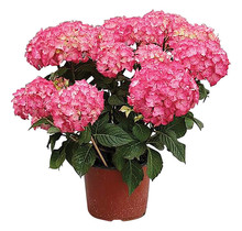 Hydrangea 6" Potted Plant