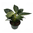 Philodendron Birkin 6" Potted Plant
