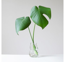 Monstera deliciosa 2 Leaf ROOTED Cutting Plant
