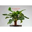 Banana Tree 14" Potted Plant