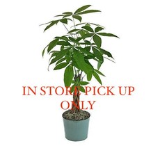 Money Tree 10" Potted Plant
