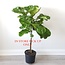 Fiddle Leaf Fig 10" Potted Plant