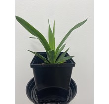 Yucca Cane Cutting 8.5" Potted Plant