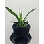 Yucca Cane 8.5" Potted Plant