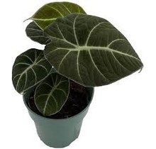 Alocasia Black Velvet 3.5" Potted Plant