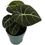 Alocasia Black Velvet 3.5" Potted Plant