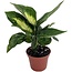 Dieffenbachia Tropic Marianne 8" Pot