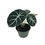 Alocasia Ninja 3" Potted Plant