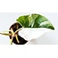 Philodendron White Princess 6" Short Potted Plant