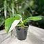 Philodendron White Wizard 3.5" Pot