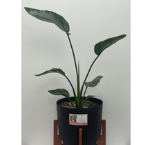 Bird of Paradise 14" Potted Plant with Hopson Planter