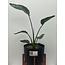 Bird of Paradise 14" Potted Plant with Hopson Planter