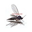 Beneficial Insects-Fungus Gnat Control Guardian 5M (2 sponges)