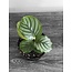 Calathea Orbifolia 5.5" Potted Plant