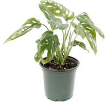 Monstera Adansonii 5.5" Potted Plant