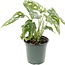 Monstera Adansonii 5.5" Potted Plant