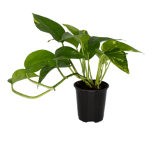 Golden Pothos 3.5" Potted Plant