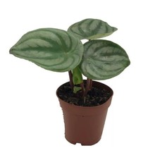 Peperomia Watermelon 3.5" Potted Plant