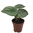 Peperomia Watermelon 3.5" Potted Plant