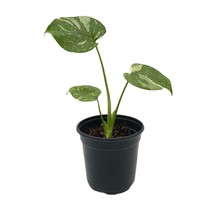 Monstera Thai Constellation 5" Potted Plant