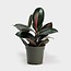 Rubber Plant