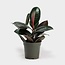 Rubber Potted Plant