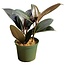 Rubber Potted Plant