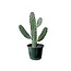 Cartoon Cactus 6" Potted Plant