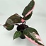 Philodendron Pink Princess Potted Plant