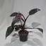 Philodendron Pink Princess Potted Plant
