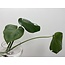 Monstera deliciosa 3 Leaf ROOTED Cutting Plant