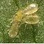 Beneficial Insects-Thrip Control Neoseiulus Cucumeris 30k adults