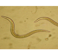 Beneficial Insects-Thrip Control -Nems. Soil Larva Parasite Nematodes 5M