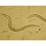 Beneficial Insects-Thrip Control -Nems. Soil Larva Parasite Nematodes 5M